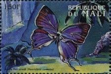 Hemiolaus caeculus