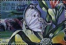 Forest Mother-of-pearl (Salamis parhassus)