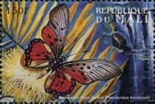 Pseudacraea boisduvalii