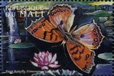 Catacroptera cloanthe