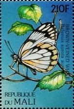 Belenois aurota aurota
