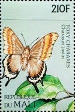 Charaxes jasius