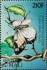 African Clouded Yellow (Colias electo)