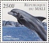 Common Bottlenose Dolphin (Tursiops truncatus)