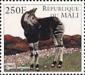 Okapi (Okapia johnstoni)