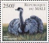 Greater Rhea (Rhea americana)