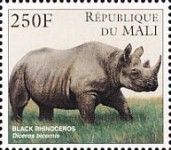 Black Rhinoceros (Diceros bicornis)
