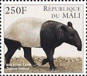 Asian Tapir (Tapirus indicus)