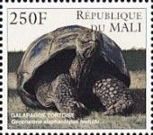Galapagos Tortoise (Chelonoidis nigra)