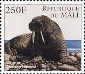 Walrus (Odobenus rosmarus)