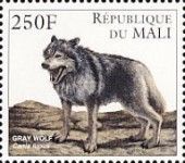 Wolf (Canis lupus)
