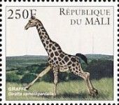 Giraffe (Giraffa camelopardalis)