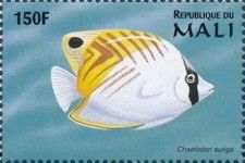 Chaetodon auriga