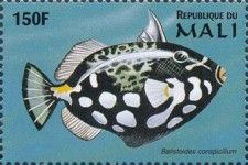Balistoides conspicillum