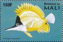 Forcipiger longirostris