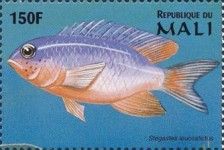 Stegastes leucostictus