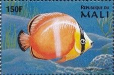 Chaetodon kleinii