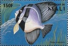Platax orbicularis