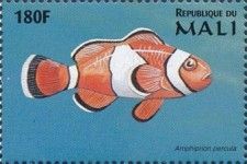 Orange Clownfish (Amphiprion percula)