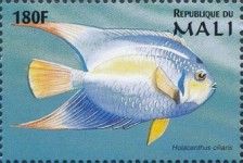 Queen Angelfish (Holacanthus ciliaris)