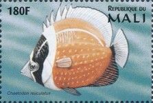 Mailed Butterflyfish (Chaetodon reticulatus)