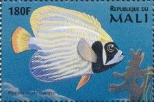 Emperor Angelfish (Pomacanthus imperator)