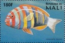 Australian Harlequin Tuskfish (Choerodon fasciatus )