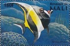Moorish Idol (Zanclus cornutus)