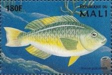 Rainbow Parrotfish (Scarus guacamaia)