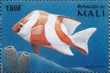 Emperor Red Snapper (Lutjanus sebae)