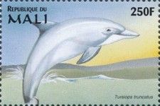 Common Bottlenose Dolphin (Tursiops truncatus)