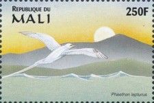 Phaethon lepturus