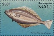 Reinhardtius hypoglossoides