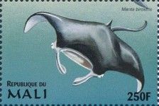 Manta birostris