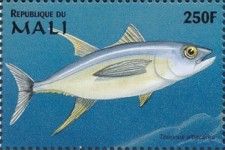 Thunnus albacares