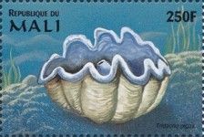 Tridacna gigas