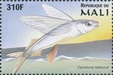 Cypselurus heterurus
