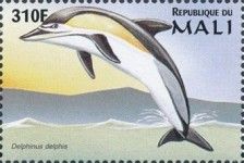 Common Dolphin (Delphinus delphis)