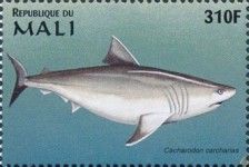 Carcharodon carcharias