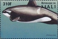 Killer Whale (Orcinus orca)