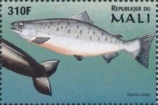 Salmo salar
