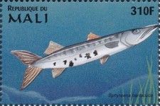 Sphyraena barracuda