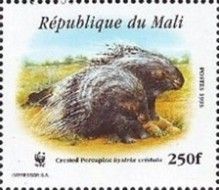 Crested Porcupine (Hystrix cristata)