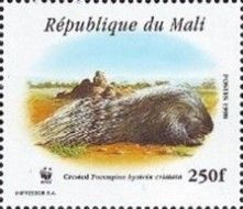 Crested Porcupine (Hystrix cristata)
