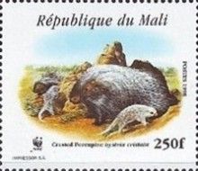Crested Porcupine (Hystrix cristata)