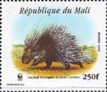 Crested Porcupine (Hystrix cristata)