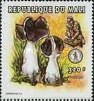 Helvella monachella