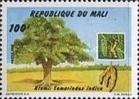 Tamarindus indica