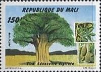 Adansonia digitata