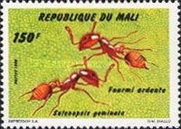Fire Ant (Solonpsis geminata)